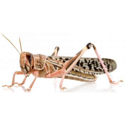 Adult Locust (10) 60-80mm