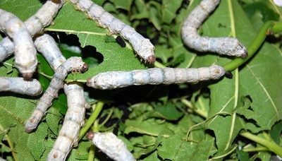 SILKWORMS