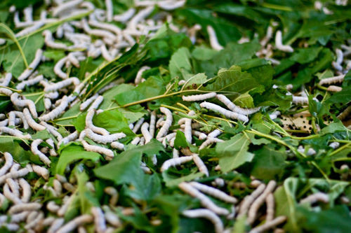 Large Silkworms - (Bulk of 50)