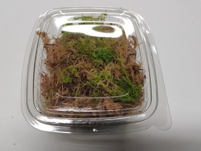 Fresh Moss (500ml)