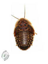 Large Dubia (500g) 300-400u 2-3cm