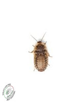 Small Dubia (50g) 800-1200u 5-8mm