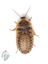 Medium Dubia (1kg) 1.500-2.000u 1-3cm