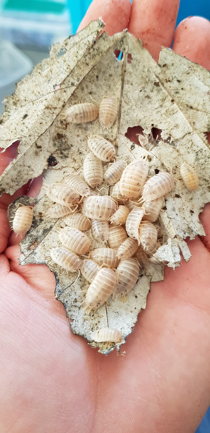 Porcellio Leavis White (100) (mix size)