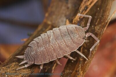 PORCELLIO PRUINOSUS