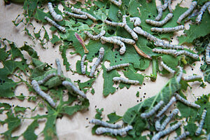 Medium Silkworms - (Bulk of 50)
