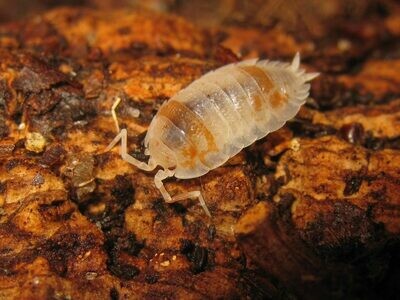 PORCELLIO SCABER DALMATIAN "ORANGE"