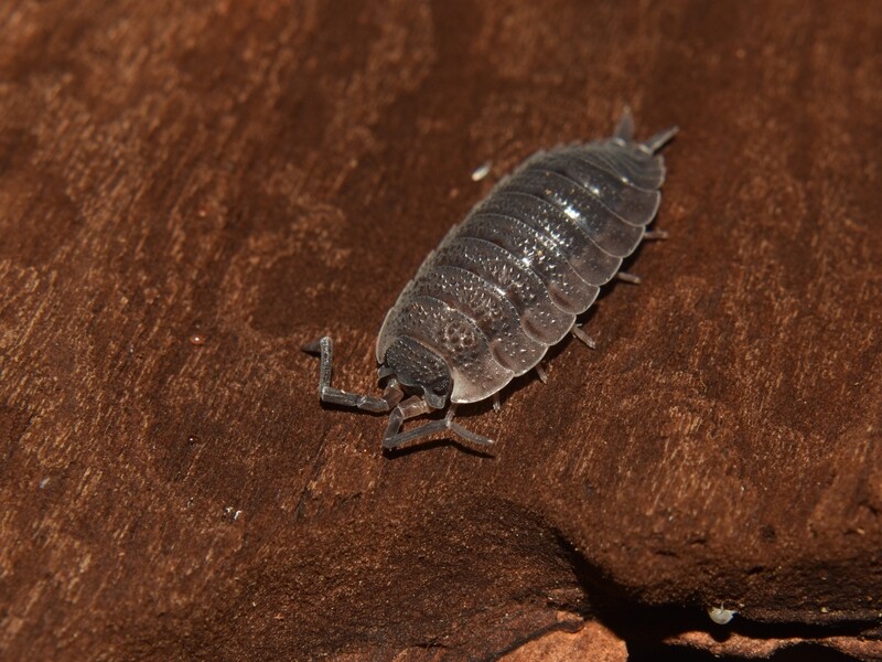 Porcellio Scaber (20) 1,5-2cm