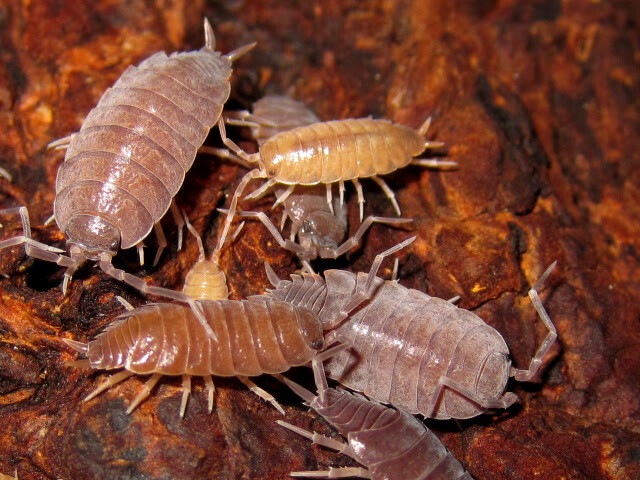 Porcellionides Pruinosus (500) 5-8mm