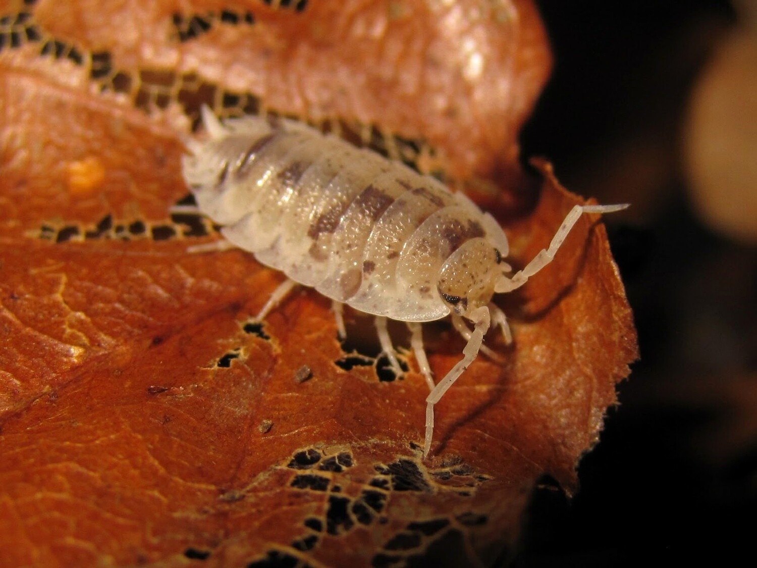 Porcellio Scaber Dalmatian (200)