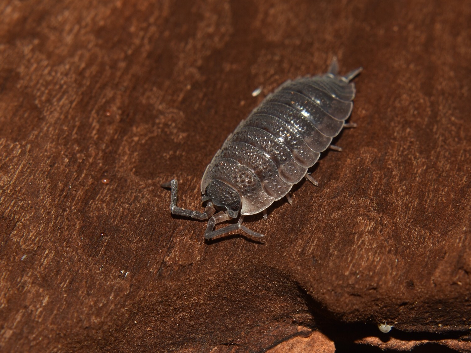 Porcellio Scaber (40) 1,5-2cm