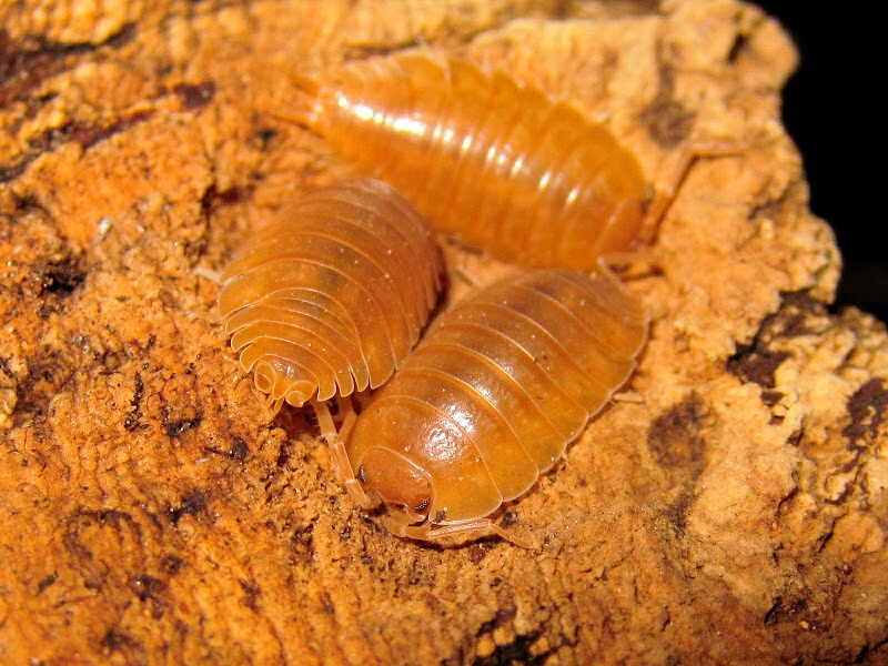 Porcellio Leavis Orange (200) (mix size)