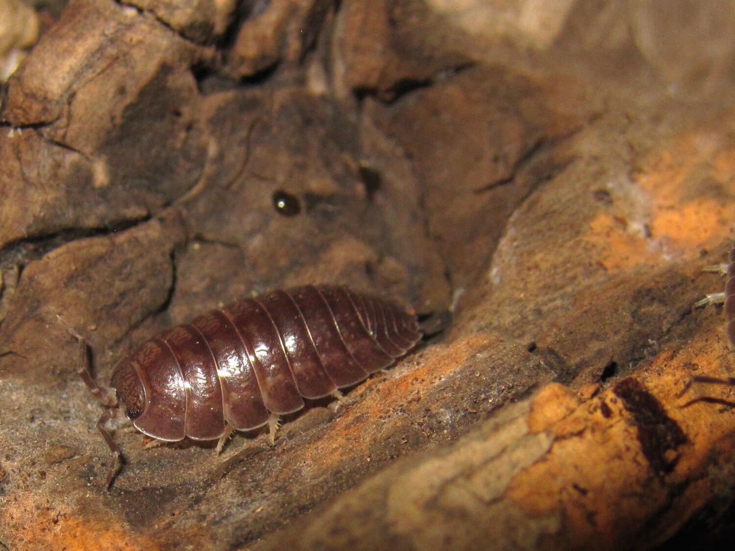 Porcellio Leavis Grey (40) 1,5-2cm