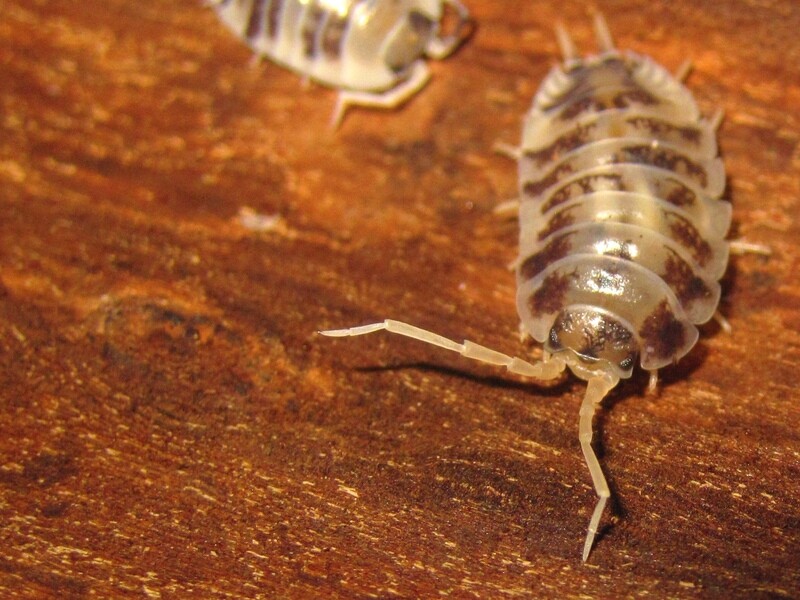 Porcellio Leavis Dairy Cow (40) 1,5-2cm