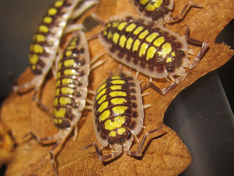 Porcellio Haasi (1) 1,5-2cm