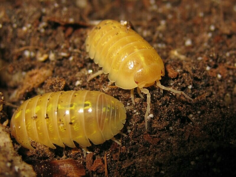 Armadillidium Vulgare Albino (10) (mix size)