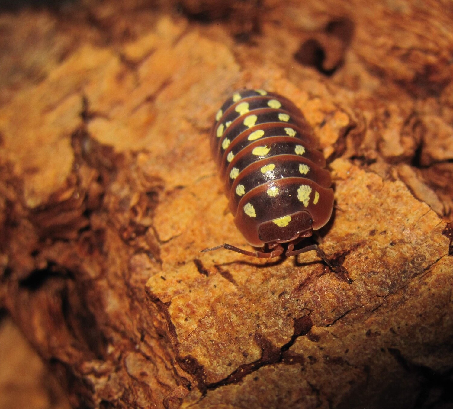 Armadillidium Klugii "Dubrovnik" (10)