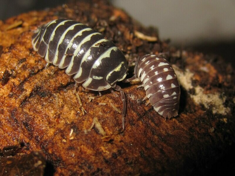 Armadillidium Maculatum (1) (mix size)