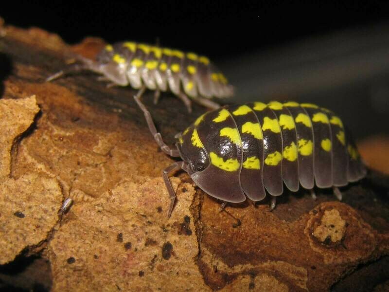 Armadillidium Gestroi (1) (mix size)