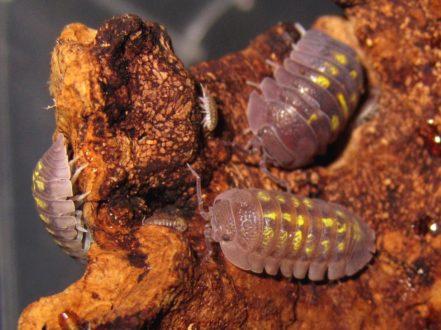 Armadillidium Granulatum (10) (mix size)