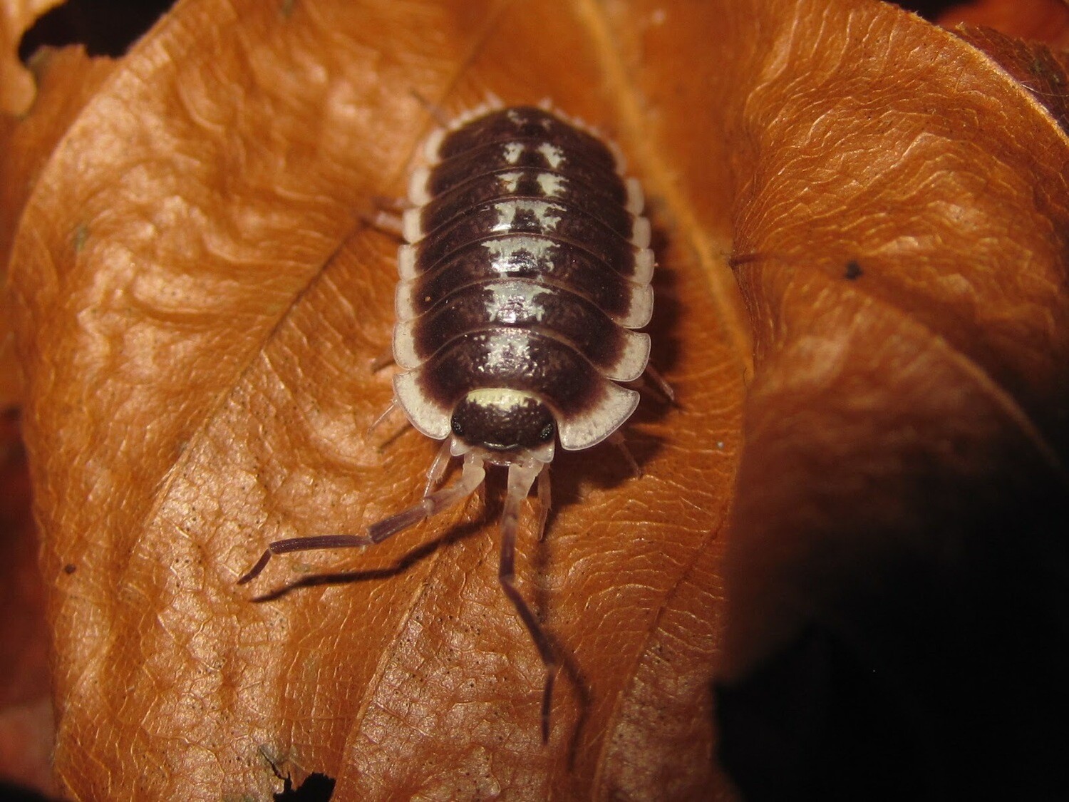 Porcellio Flavomarginatus (1)