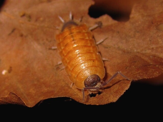 Porcellio Silvestrii High Red (1) Mix Size