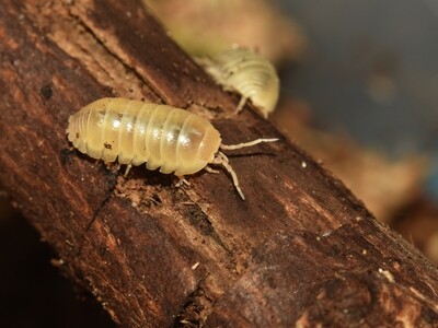 ARMADILLIDIUM VULGARE ALBINO T-