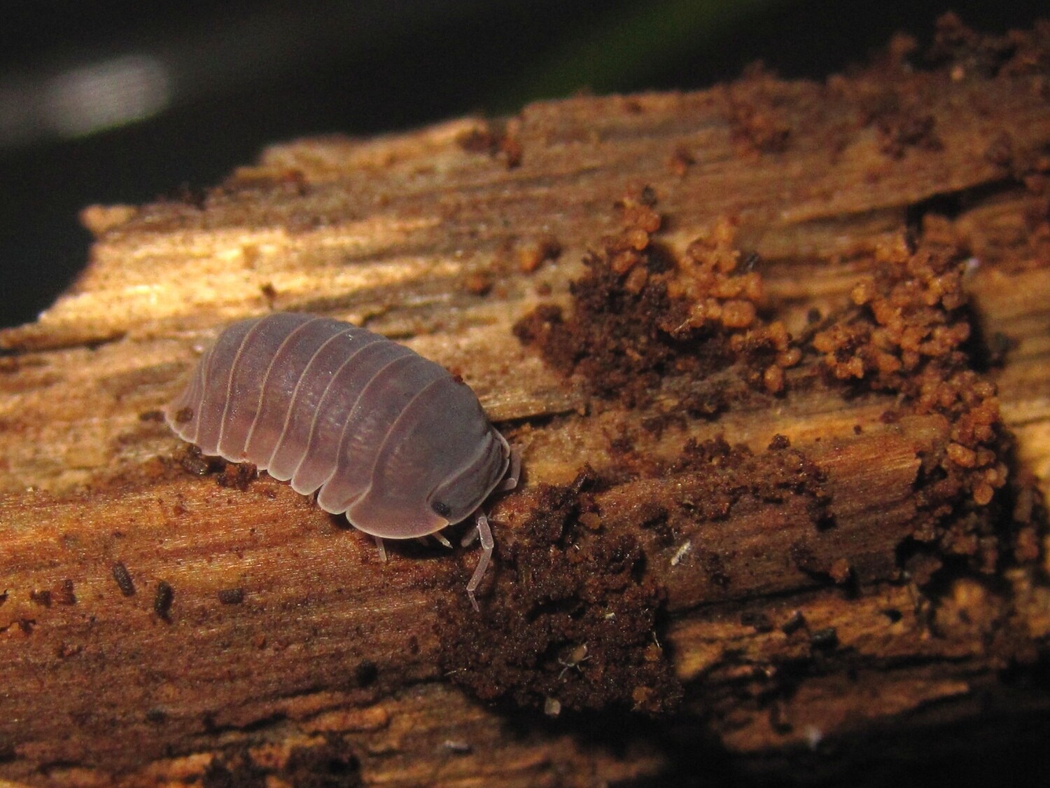 Cubaris Sp.Murina (1)