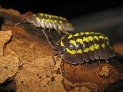 ARMADILLIDIUM GESTROI