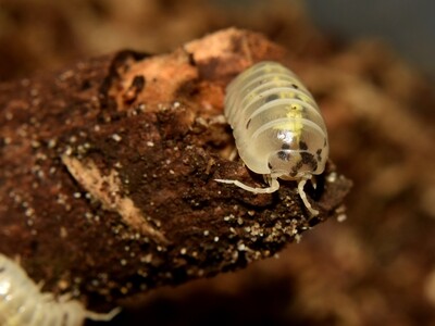 ARMADILLIDIUM VULGARE MAGIC POTION