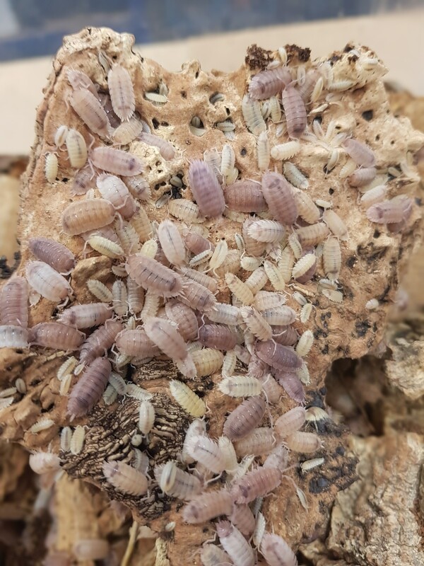 Porcellio Scaber Ghost (10)
