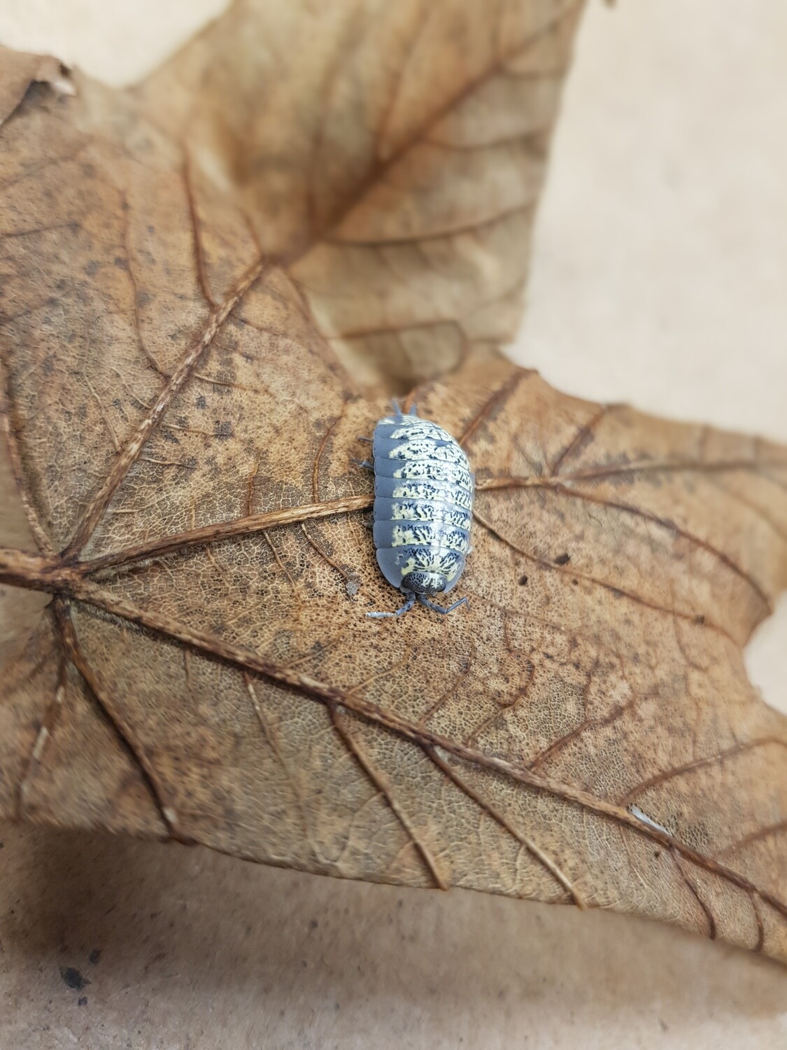 Porcellio Spenipes (1) (mix size)