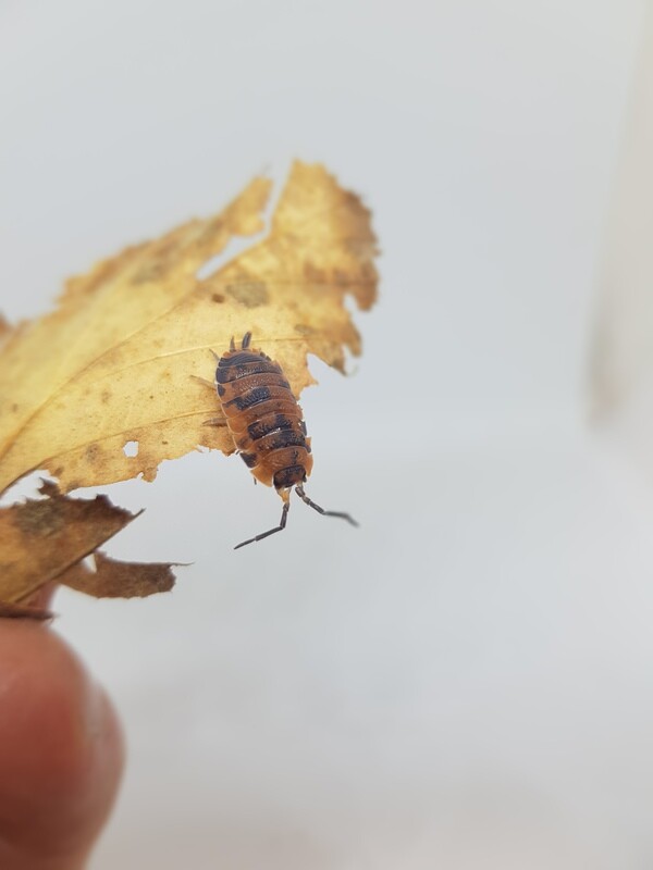 Porcellio Scaber Lava (10)