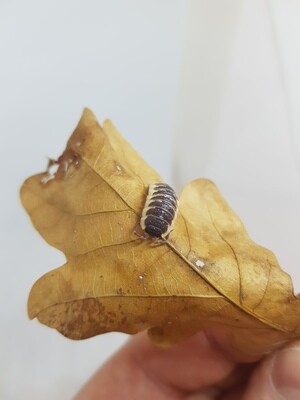 PORCELLIO ORNATUS YELLOW