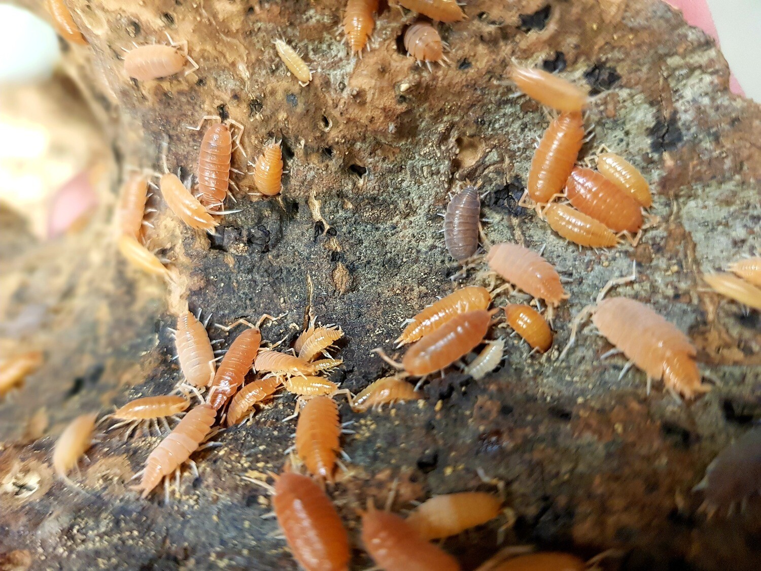 Porcellionides Pruinosus Orange (10) 5-8mm