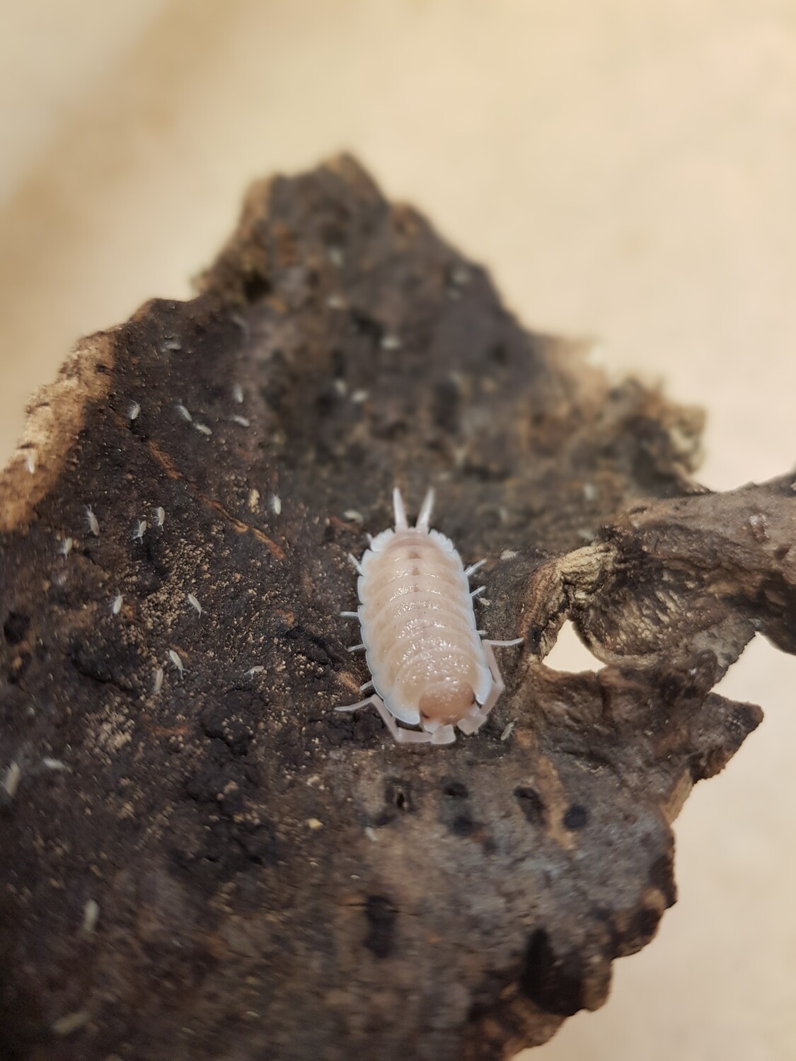 Porcellio Sp. Sevilla ''Caramel'' (20)