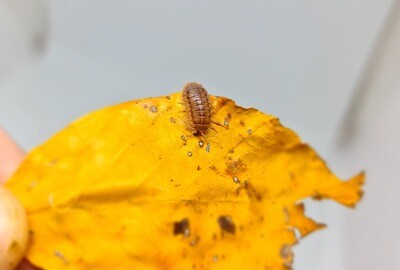 ARMADILLIDIUM NASATUM "PEACH"