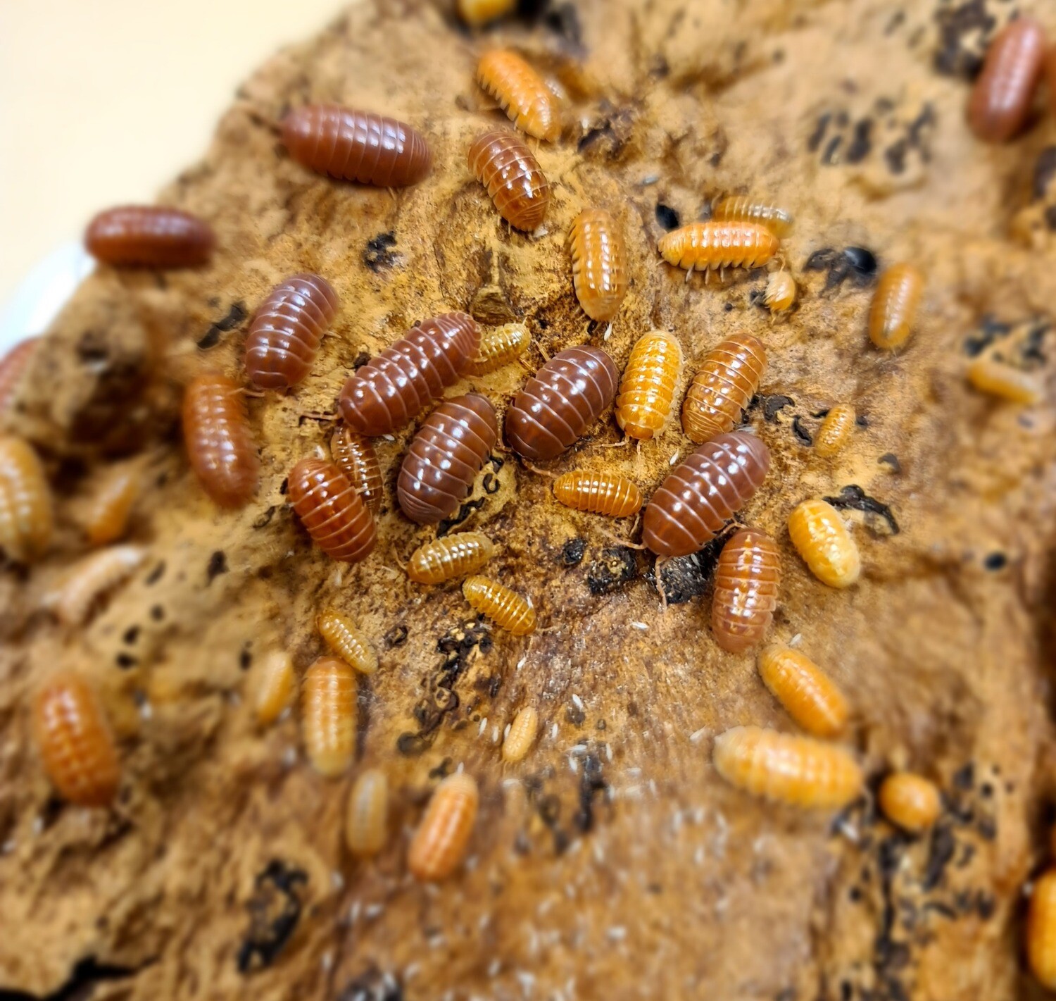Armadillidium Vulgare "Mix Red And Orange" (20)