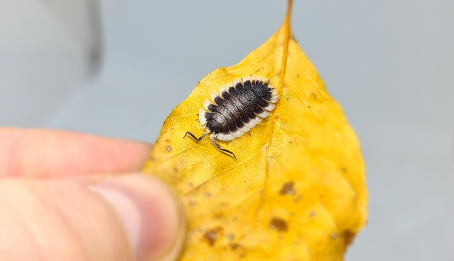 Porcellio Werneri (1)