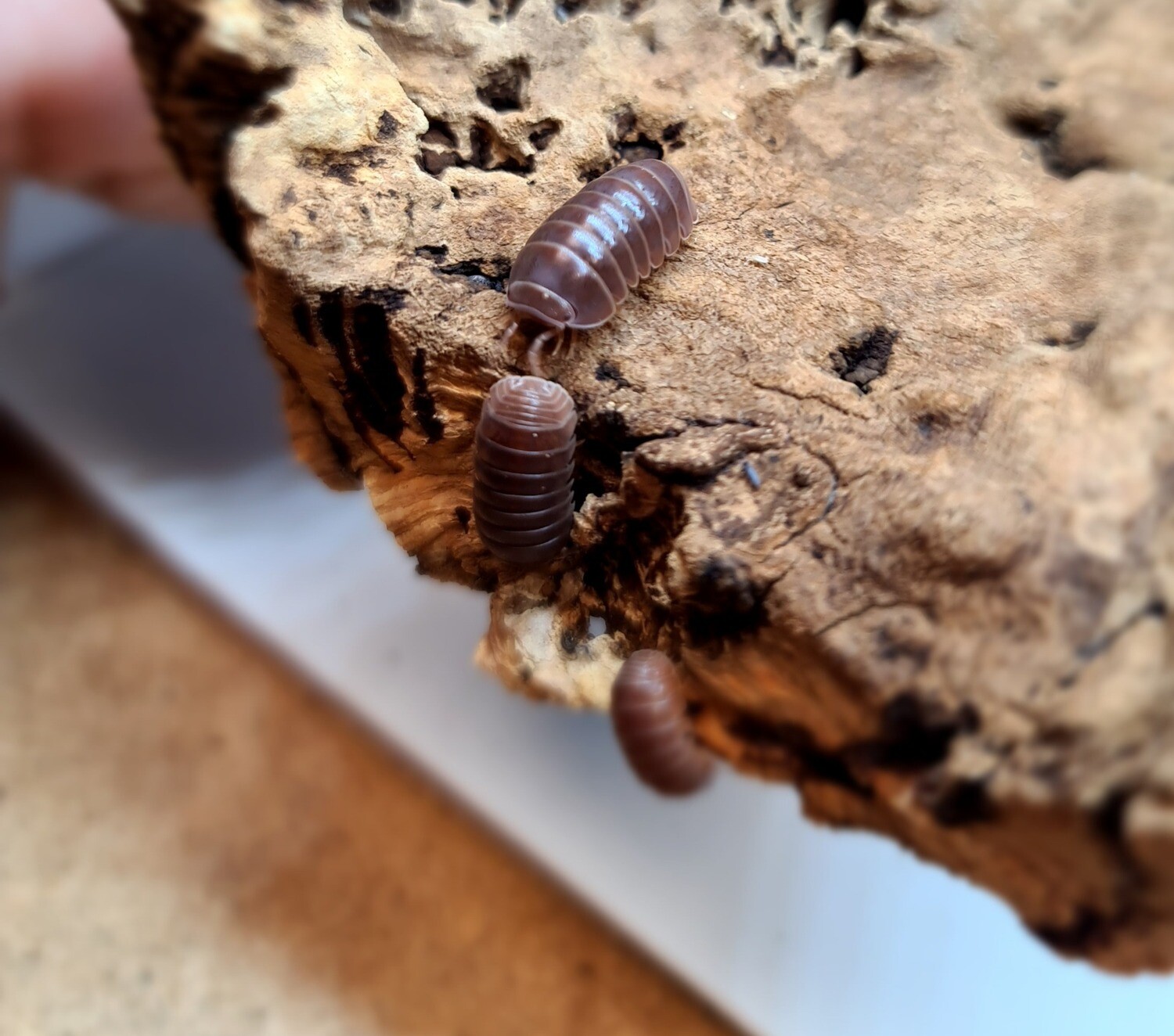 Armadillo Officinalis &quot;Brown&quot; (10)
