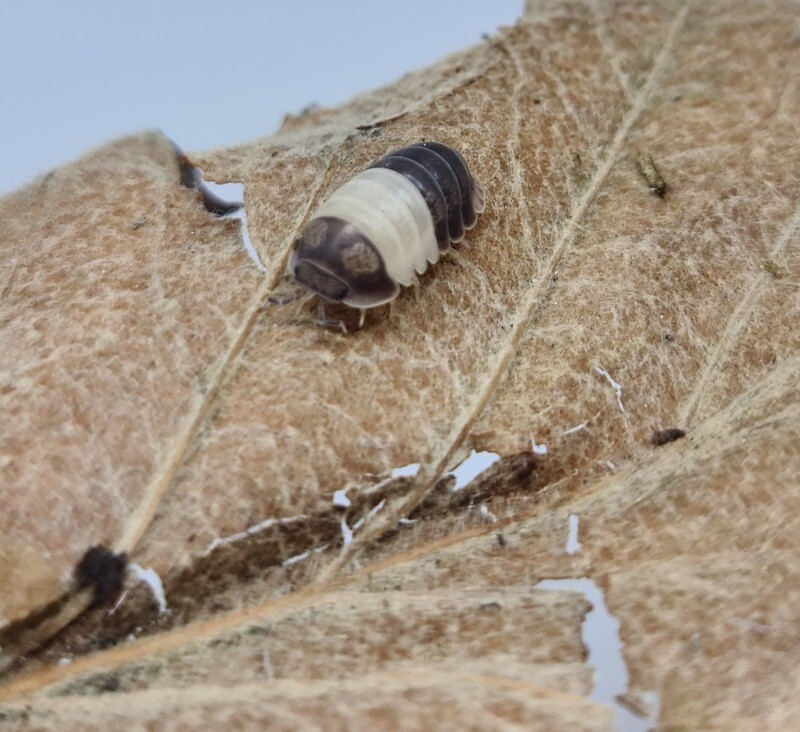 Cubaris Sp "Panda King" (1)