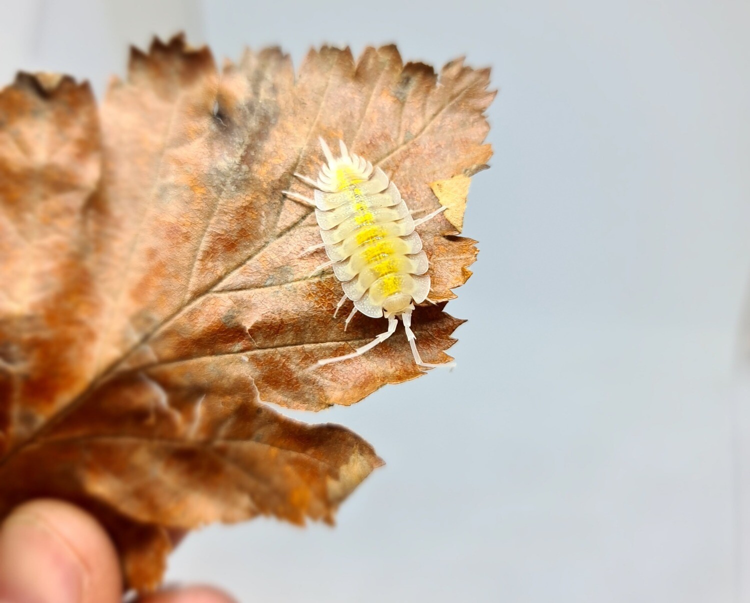 Porcellio Bolivaris "Lemonade" (1)