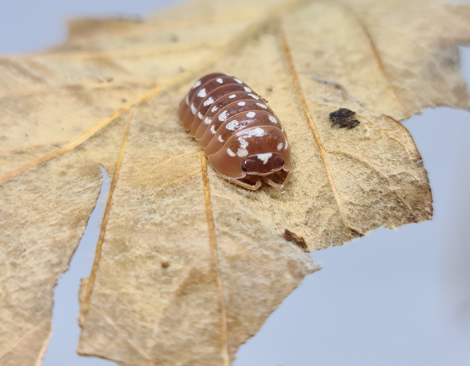 Armadillidium Werneri "Orange" (20)