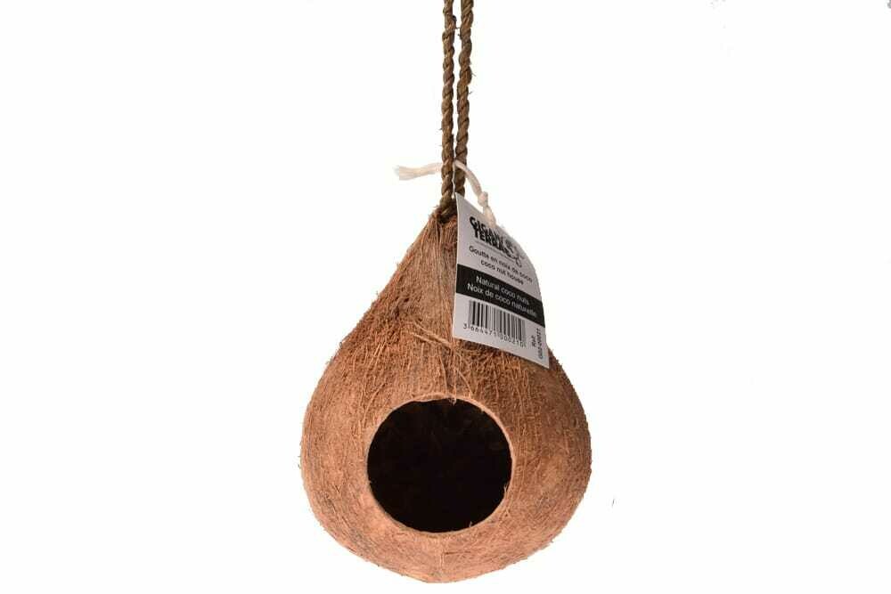 Hanging Coconut