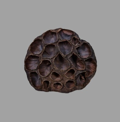DRIED LOTUS