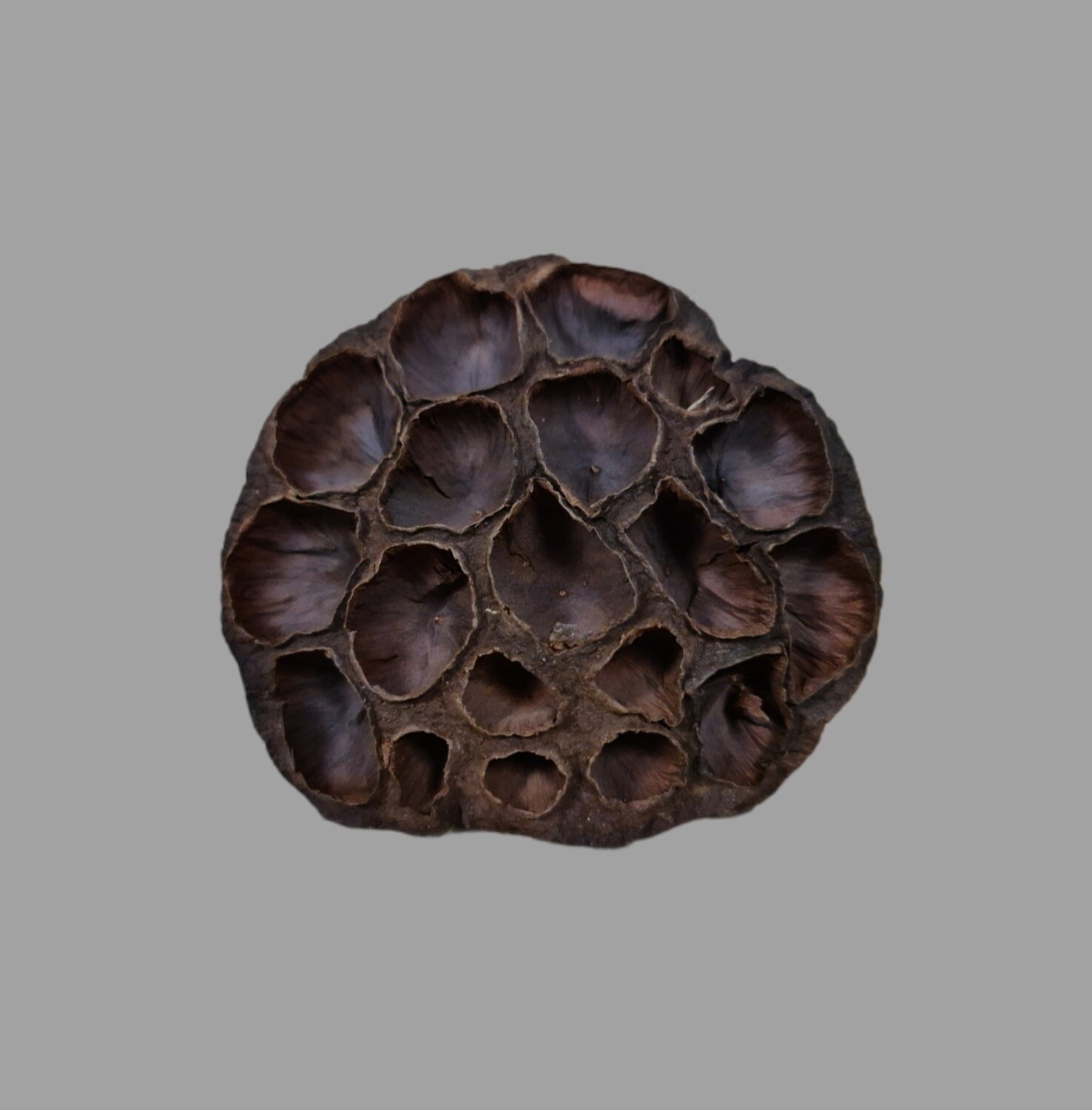Mix Dried Lotus (10)