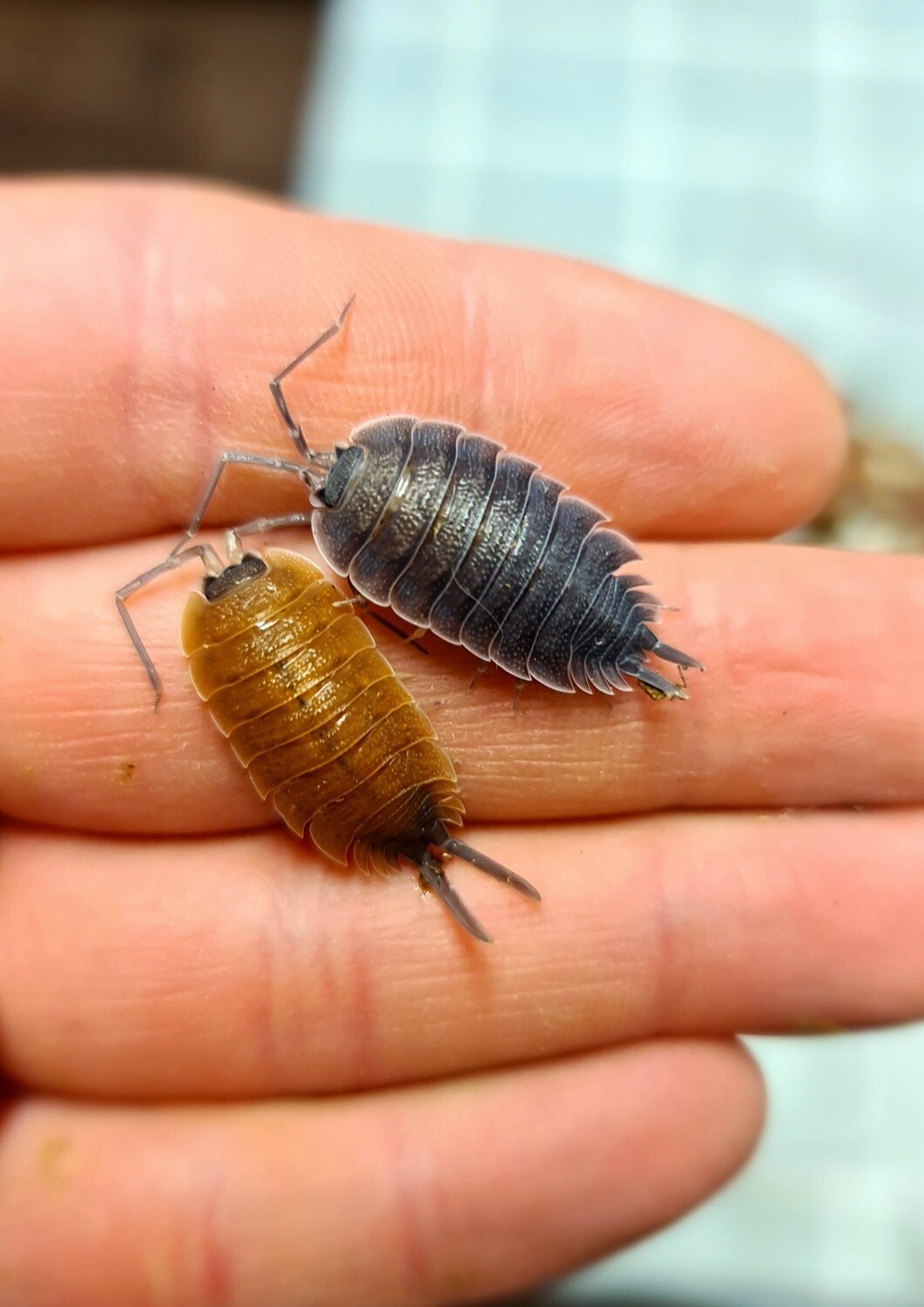 Porcellio Sp Valencia (1)