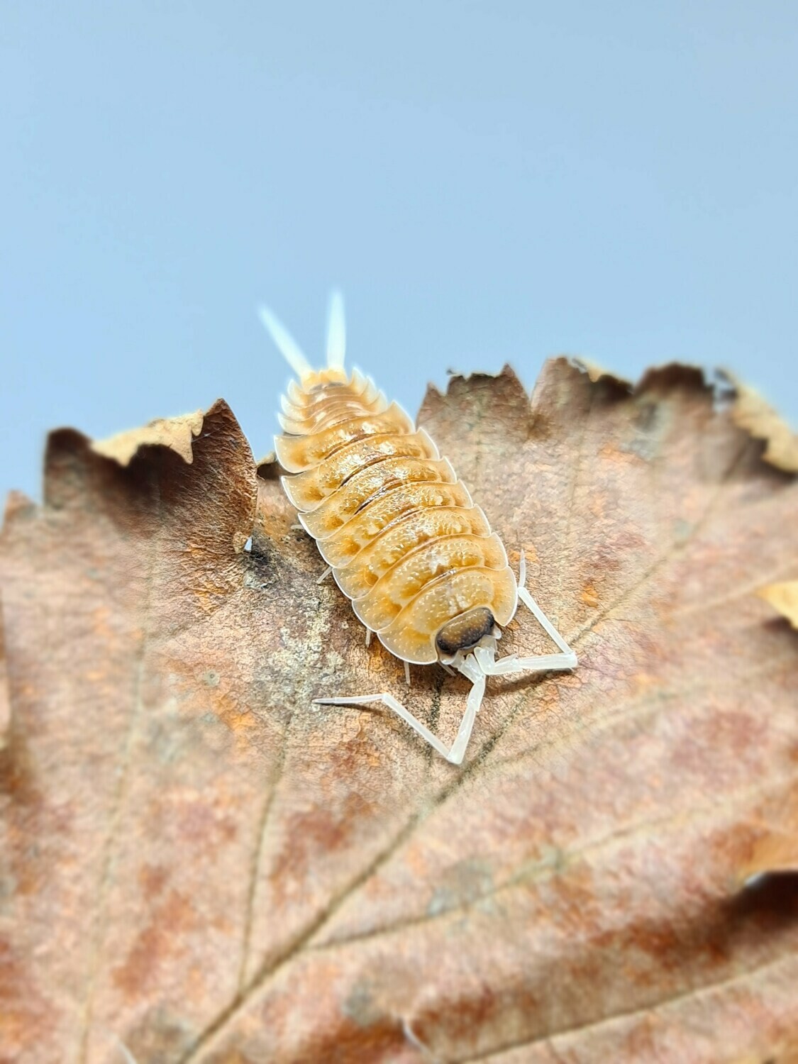 Porcellio Sp. Orange "Blaze" (1)