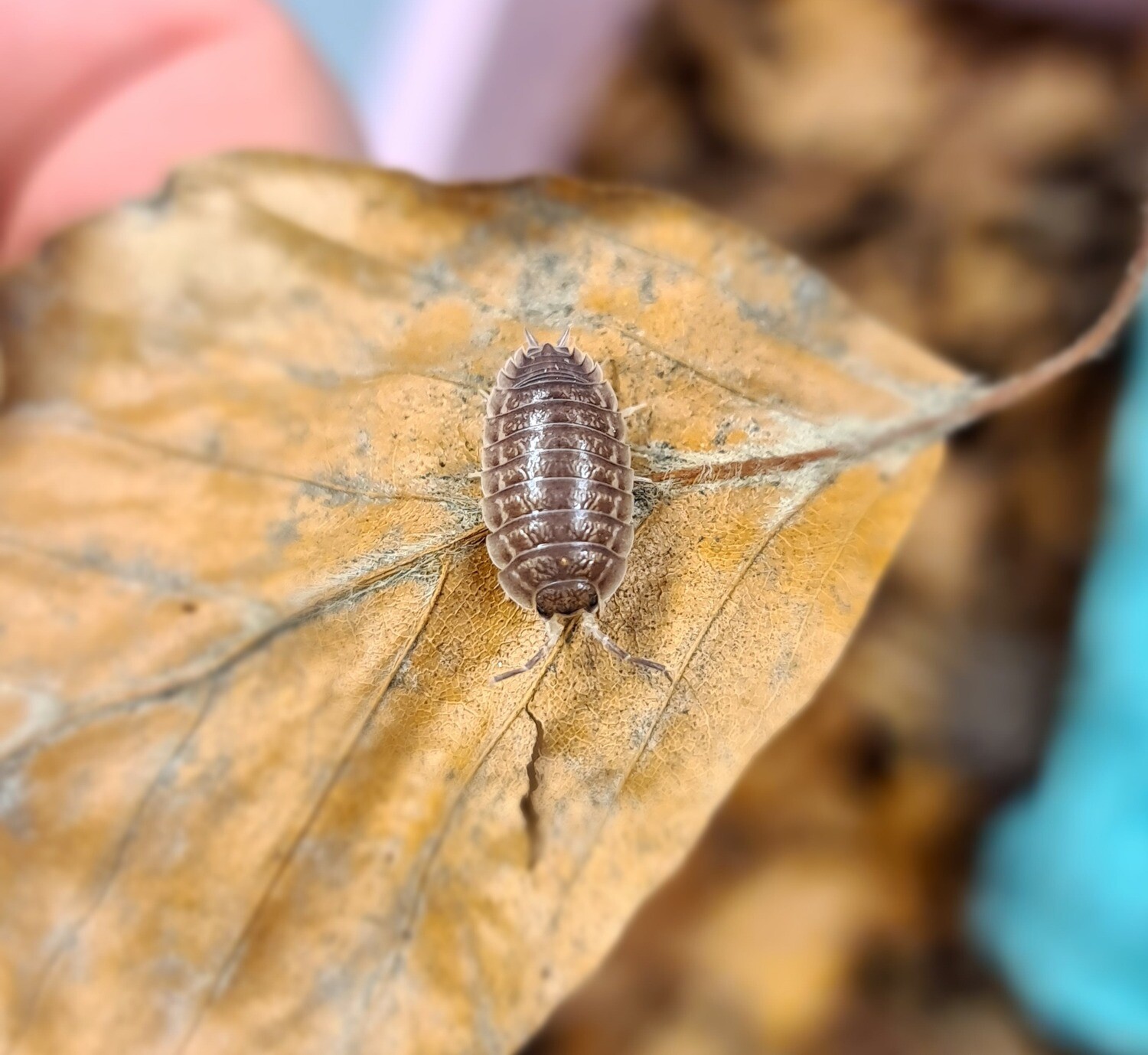 Porcellio Cf.Leavis "Triana" (1)