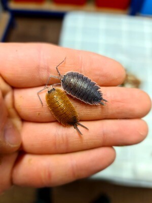 PORCELLIO SP. VALENCIA